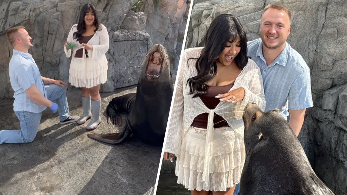 Sea lion barks approval for proposal at Long Beach aquarium – NBC Los Angeles