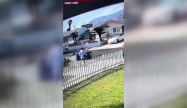 Video appears to show mail carrier attacking peacock in Pasadena – NBC Los Angeles