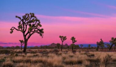 Joshua trees silhouetted against a magenta sunset.