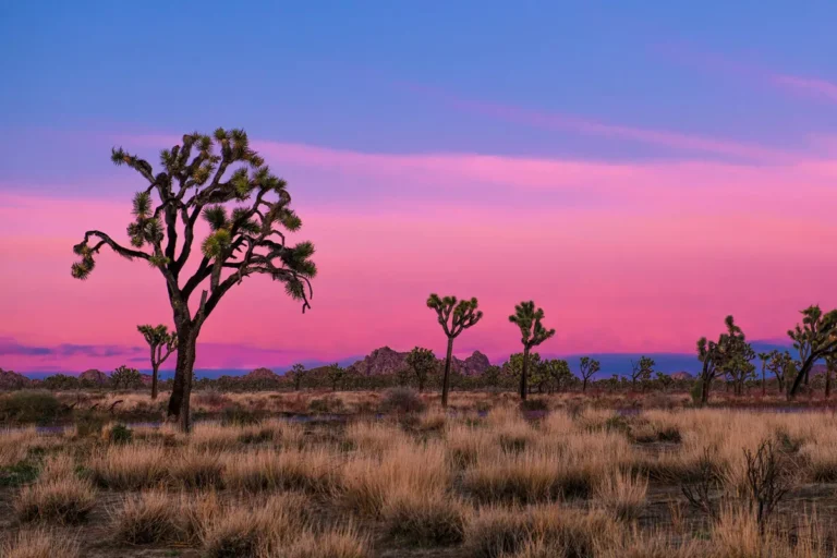 Joshua trees silhouetted against a magenta sunset.