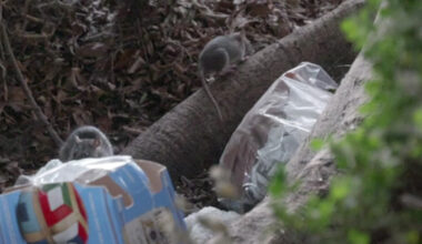 The Typhus Rats of Los Angeles