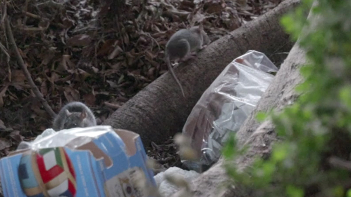The Typhus Rats of Los Angeles