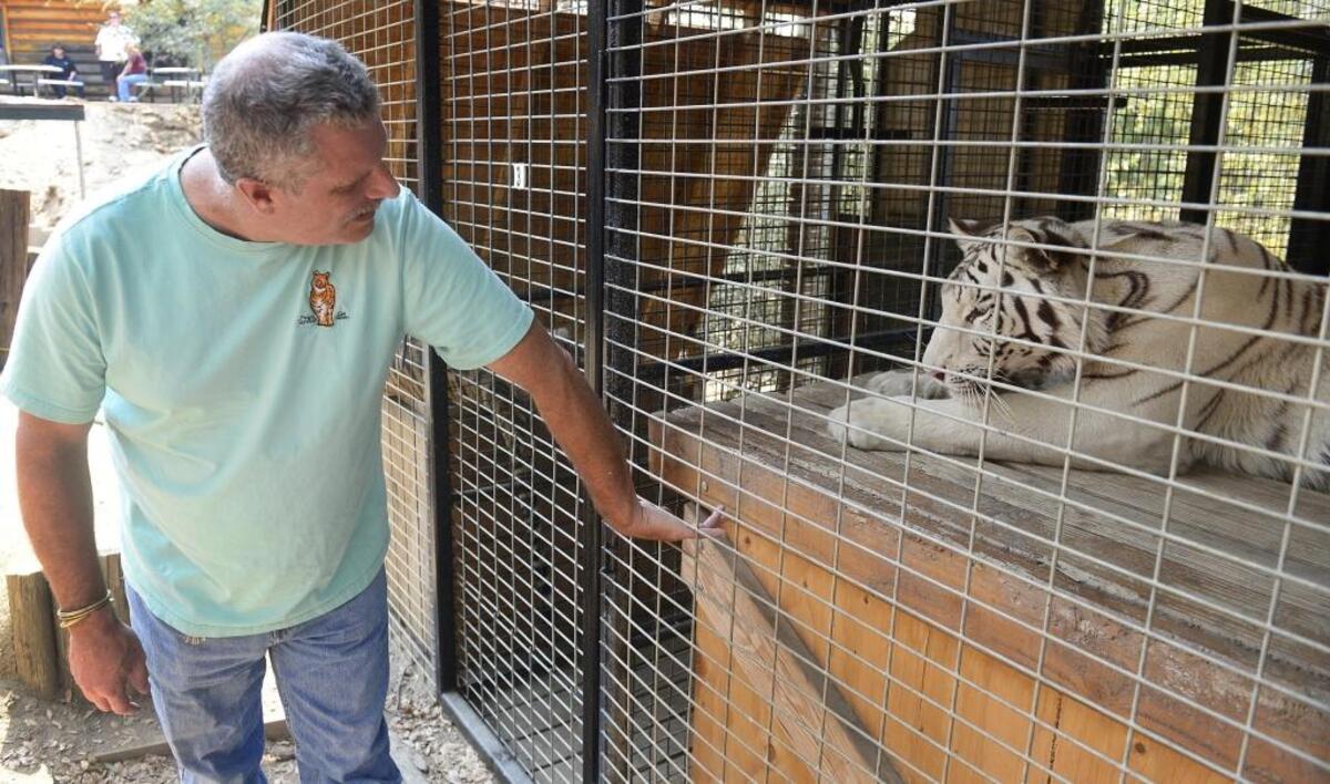 Dale Anderson, founder of Project Survival’s Cat Haven in Dunlap, plays with Dianna, a white Bengal tiger at the facility.