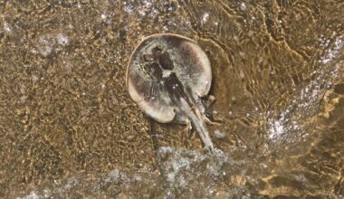 California's Beaches Are Swarming With Stingrays This Summer, and Thousands of People Are Getting Stung