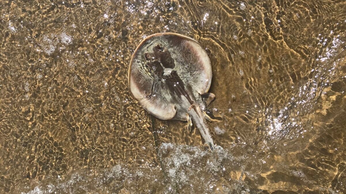 California's Beaches Are Swarming With Stingrays This Summer, and Thousands of People Are Getting Stung
