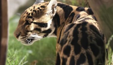 Clouded leopard at Sacramento Zoo dies after health complications