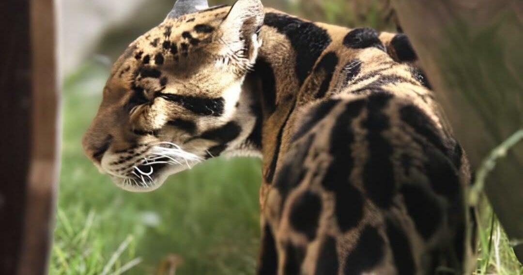 Clouded leopard at Sacramento Zoo dies after health complications