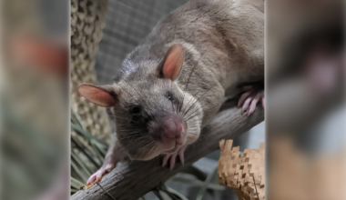 Sacramento Zoo adds new ‘HeroRAT’ habitat, plans rat party