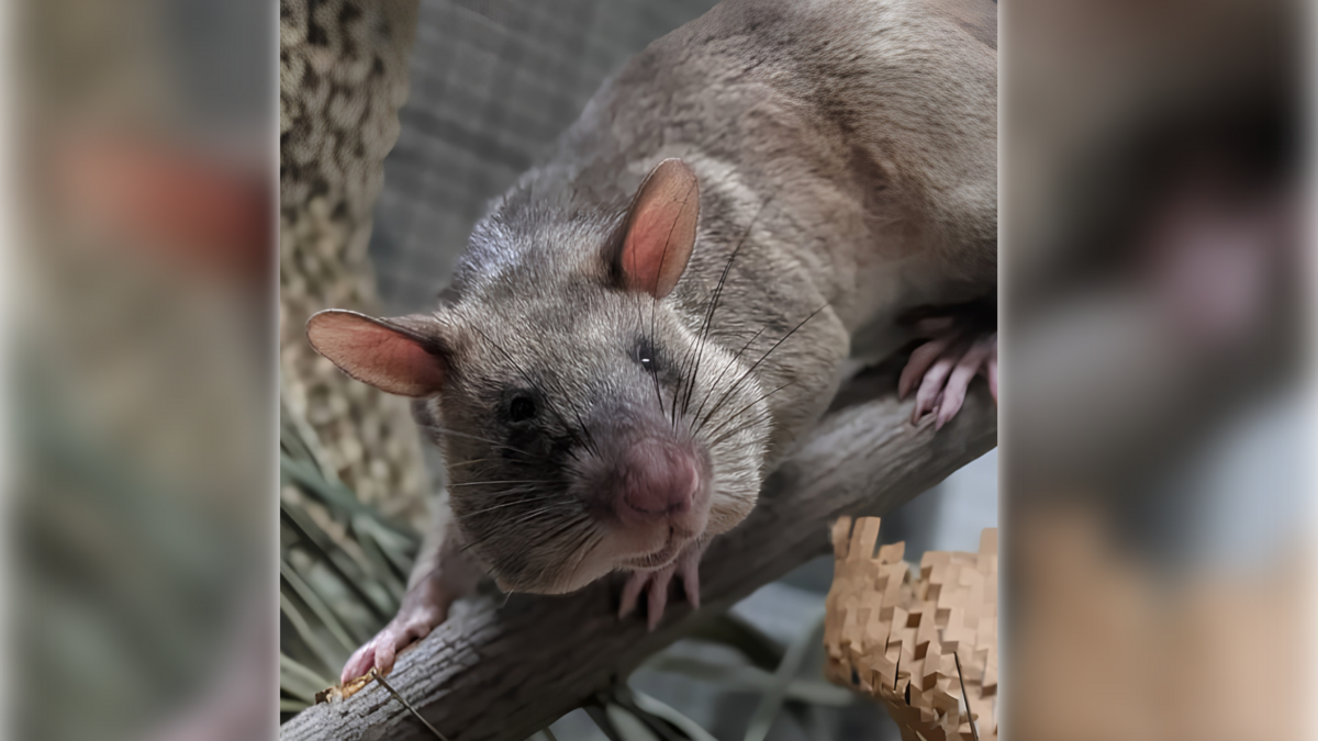 Sacramento Zoo adds new ‘HeroRAT’ habitat, plans rat party