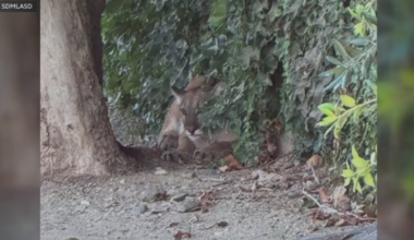 Mountain lion tranquilized after roaming San Dimas neighborhood