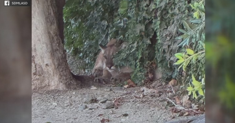 Mountain lion tranquilized after roaming San Dimas neighborhood