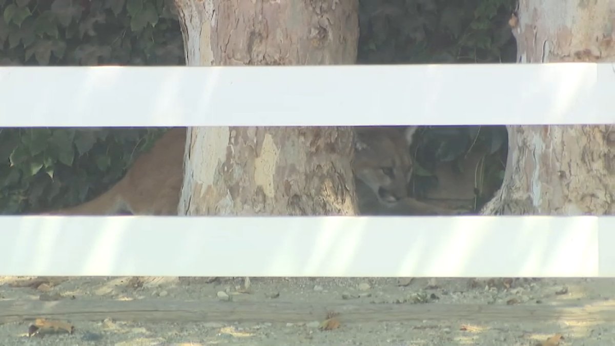 Hurt mountain lion found in San Dimas euthanized, CDFW says – NBC Los Angeles