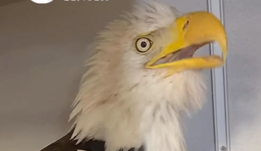 Big Bear bald eagle Jackie "still very sick" but in stable condition