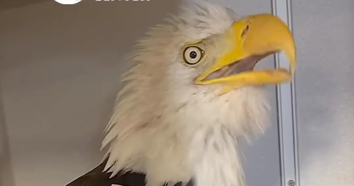 Big Bear bald eagle Jackie "still very sick" but in stable condition