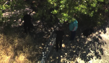 Human skeletal remains found in San Jose under investigation