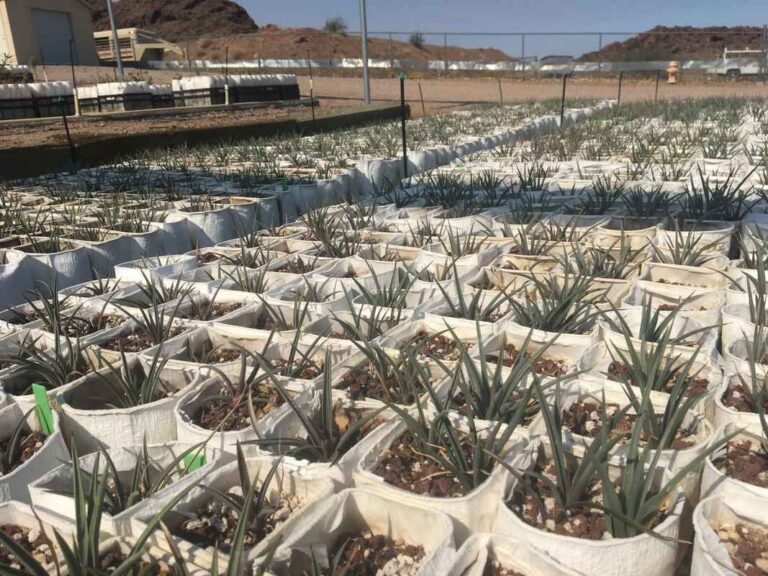 rows of white buckets holding Joshua tree seedlings in soil.