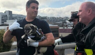 San Francisco crews chase down pug after I-280 rollover crash