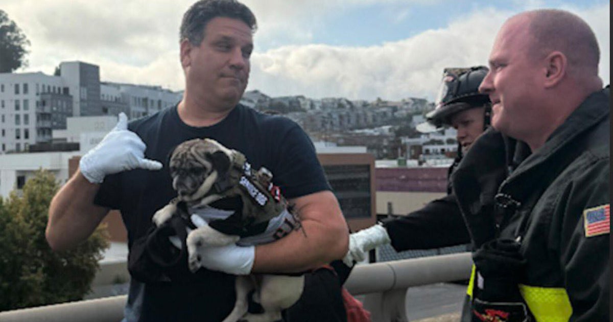 San Francisco crews chase down pug after I-280 rollover crash