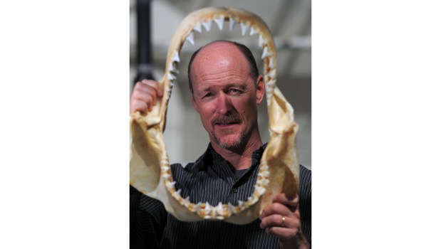 Chris Lowe, director of the Shark Lab at Cal State Long Beach, peers through the jaws of a 4-year old Great White Shark in Long Beach, California, on Monday, June 26, 2017.(Photo by Jeff Gritchen, Orange County Register/SCNG)
