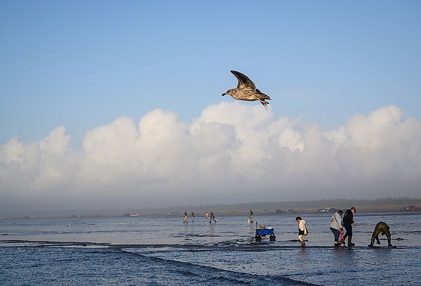 Copalis Beach, Ocean Shores, WA with people digging for razor clams at low tide in late afternoon.