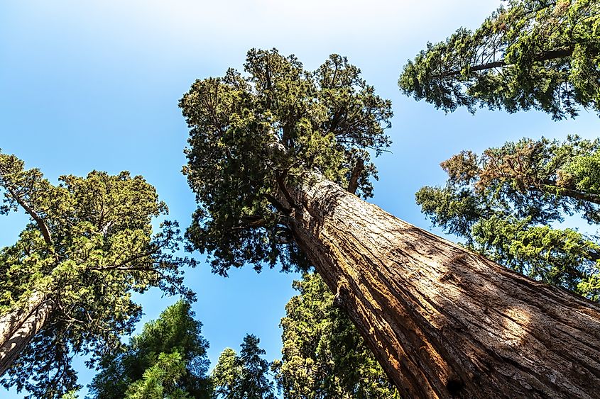 The base of the General Sherman Tree towering in Sequoia National Park.