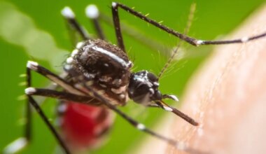 Mosquito Spraying Starts In Parts Of Orange County Tuesday