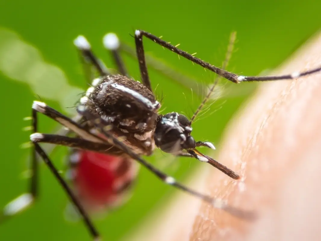 Mosquito Spraying Starts In Parts Of Orange County Tuesday