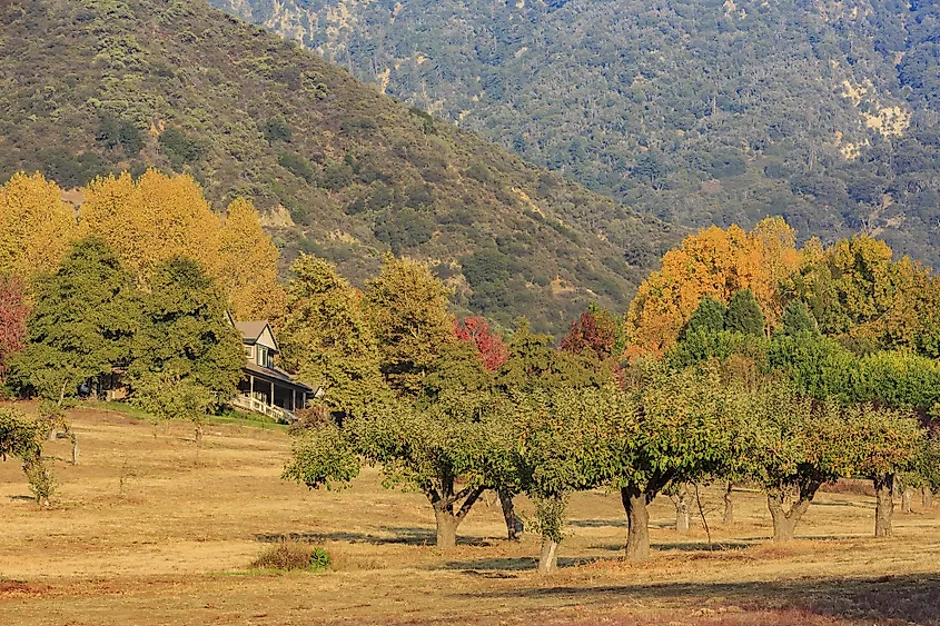 Autumn foliage across the hills of Oak Glen, California.