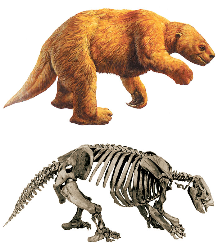 drawing of furry ground sloth and the actual skeleton it is based on