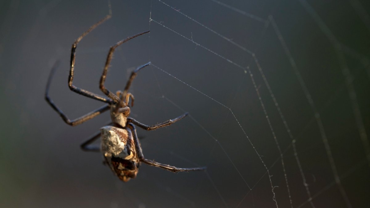 Butterflies will soon vamoose to make way for a seasonal Spider Pavilion – NBC Los Angeles