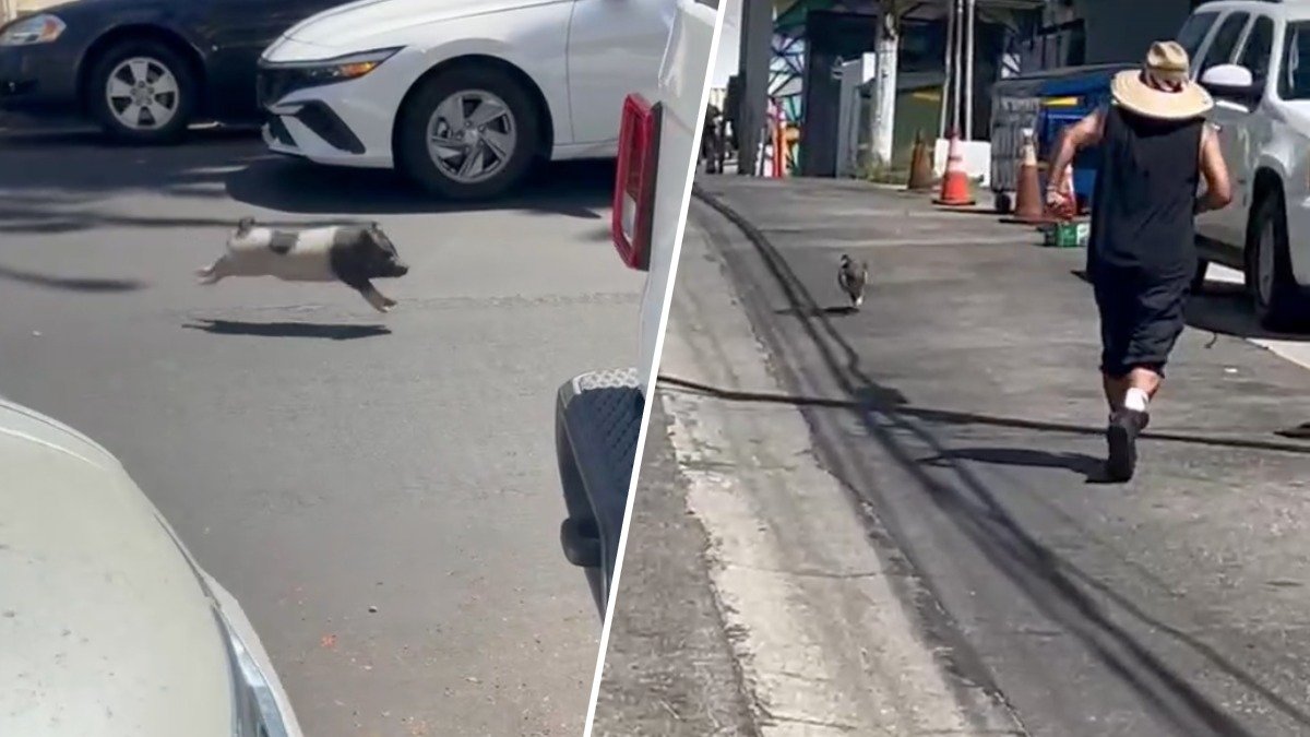 Runaway pig spotted in West Hollywood – NBC Los Angeles