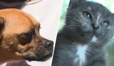 Dozens of animals find new homes during Bay Area Clear the Shelters events – NBC Bay Area
