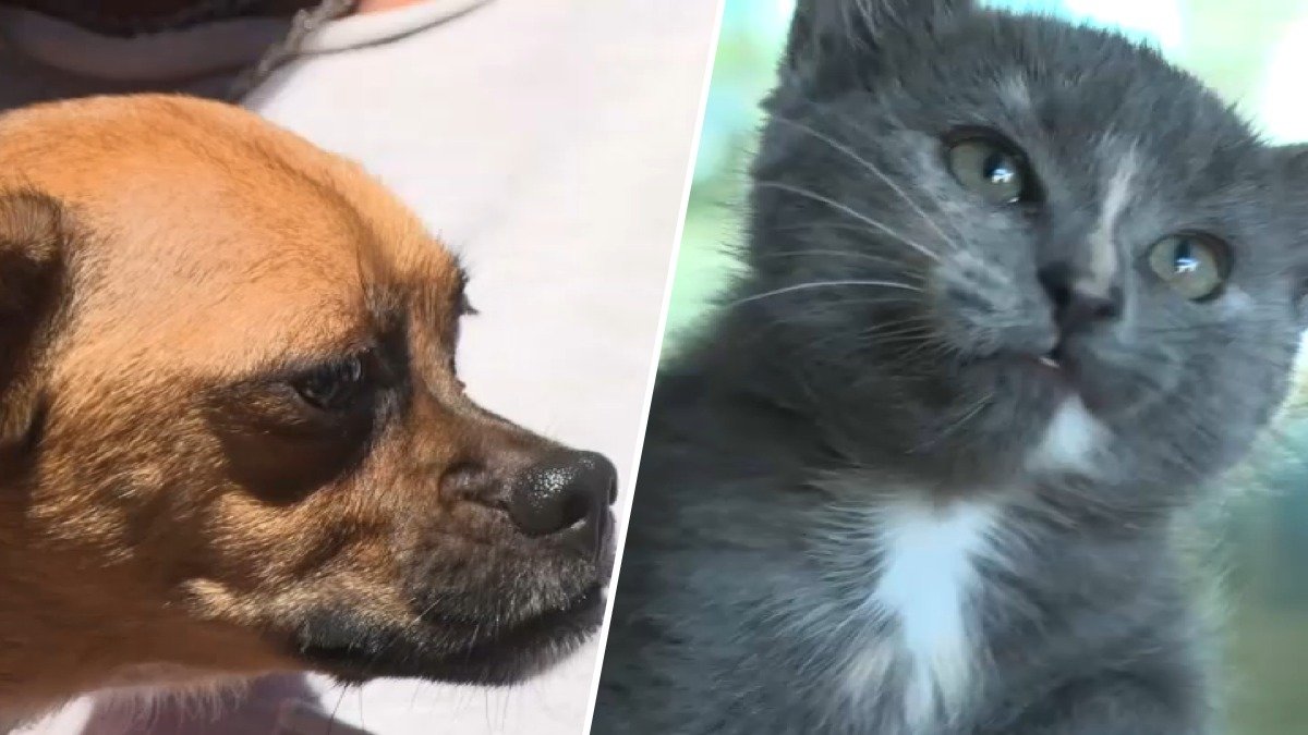 Dozens of animals find new homes during Bay Area Clear the Shelters events – NBC Bay Area