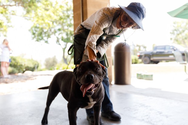 Cheri Joseph, a dog-walking volunteer, pets Meatball, a 3-year-old pitbull, at the San Diego County Animal Shelter in Bonita on Saturday, Sept. 7, 2024. (Kristian Carreon / For The San Diego Union-Tribune)