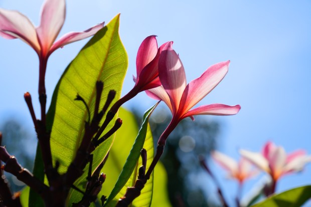 Light filters through the petals of a colorful 'Bob's Rainbow' plumeria blossom at Atkinson Plumeria. (Nelvin C. Cepeda / The San Diego Union-Tribune)