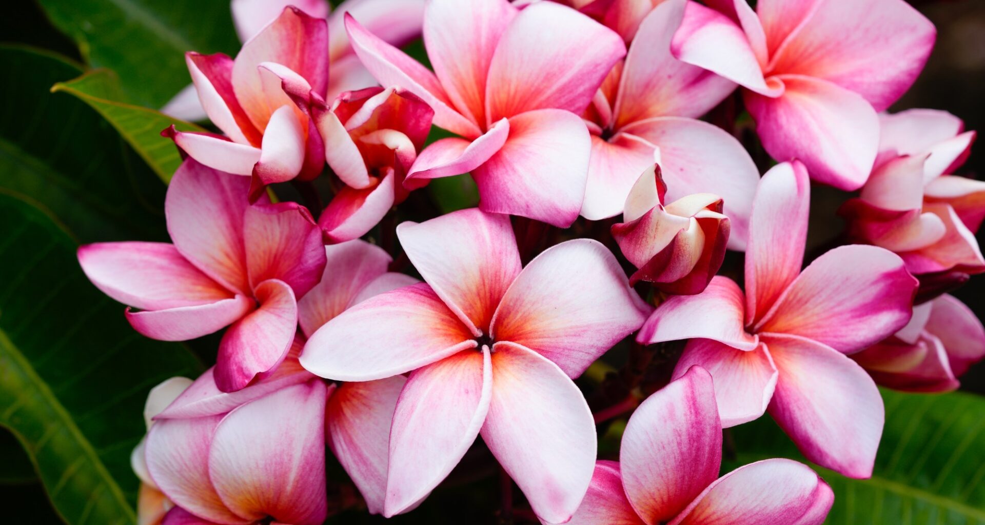 Explore the captivating world of plumerias at San Diego festival – San Diego Union-Tribune
