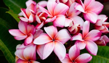 Explore the captivating world of plumerias at San Diego festival – San Diego Union-Tribune