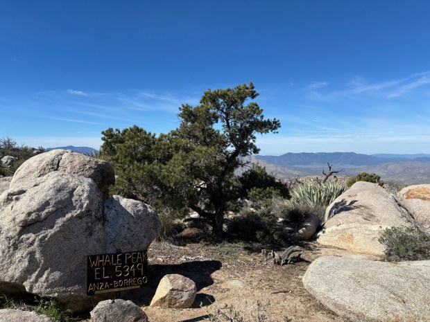 The Whale Peak summit offers 360-degree views of the surrounding desert and beyond. (Maura Fox / The San Diego Union-Tribune)