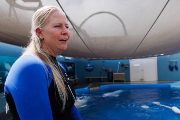 San Diego, California - Cindie Sweitzer, a senior zoological specialist, speaks on the transportation logistics of the beluga whales from Niagara Falls, Ontario, to Sea World in San Diego on Saturday, Aug. 22, 2026. (Kristian Carreon / The San Diego Union-Tribune)