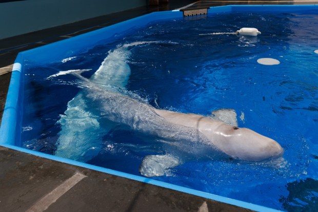 San Diego, California - After a 12-hour plane ride, a beluga whale swims around a holding pool at Sea World on Saturday, Aug. 22, 2026. This whale, along with two others, were rescued from the shuttered Marineland in Niagara Falls, Ontario. Their names are Xavier, Cyprus and Jasper. (Kristian Carreon / The San Diego Union-Tribune)