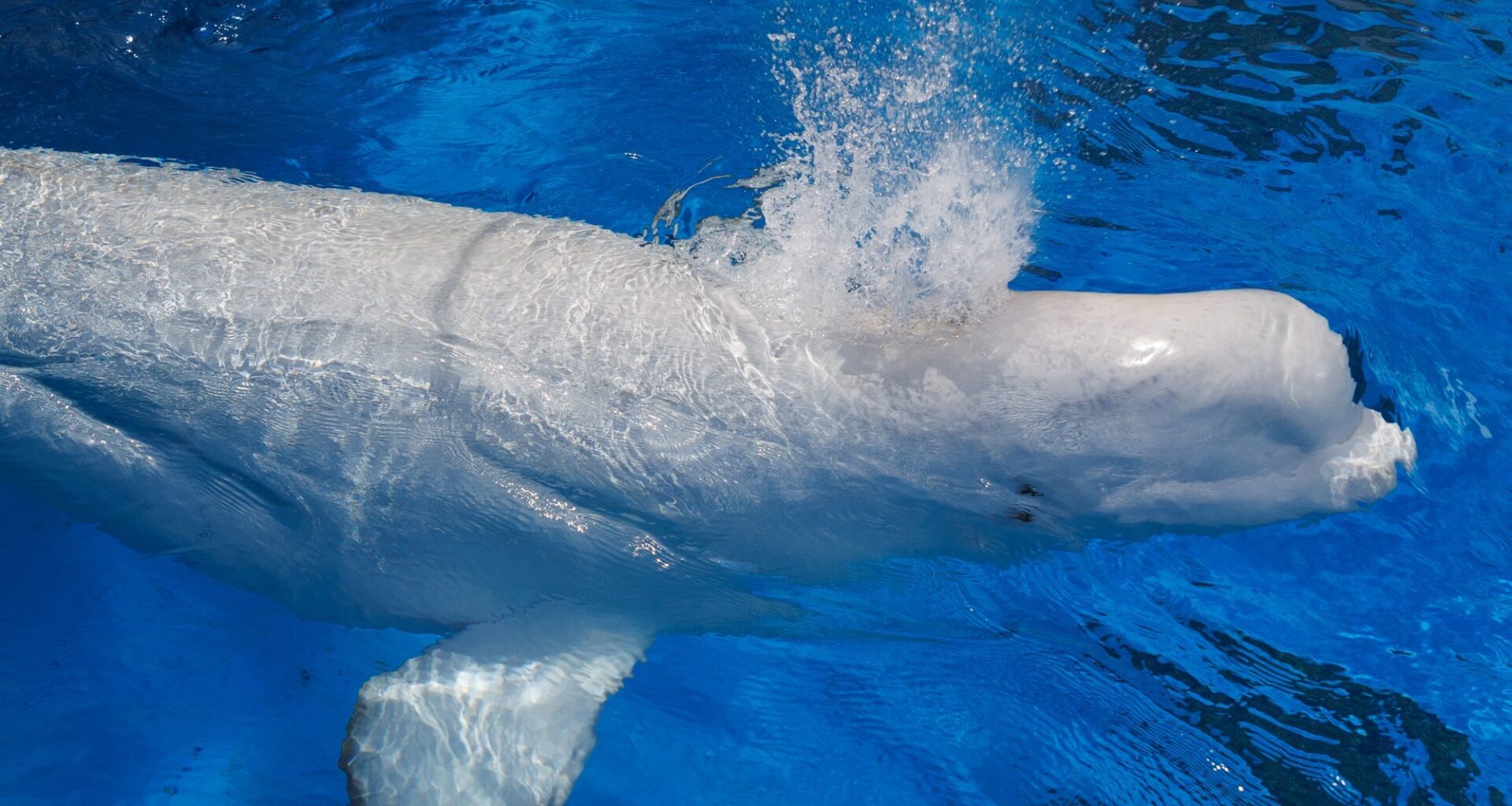 Rescued beluga whales from shuttered Marineland arrive safely at SeaWorld San Diego – San Diego Union-Tribune