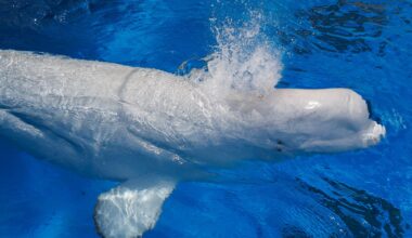 Rescued beluga whales from shuttered Marineland arrive safely at SeaWorld San Diego – San Diego Union-Tribune