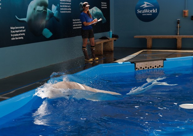 San Diego, California - Zoological specialist Cathy Garcia records respiratory rates of three beluga whales that were rescued from the shuttered Marineland theme park in Niagara Falls, Ontario, at Sea World on Saturday, Aug. 22, 2026. Their names are Xavier, Cyprus and Jasper. (Kristian Carreon / The San Diego Union-Tribune)