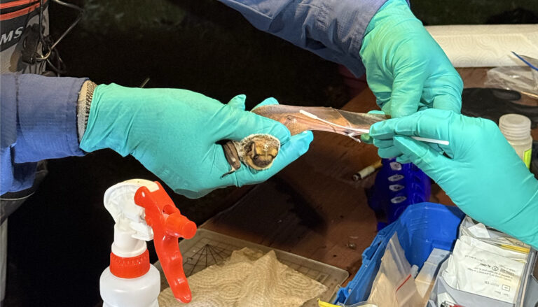 close-up of gloved hands of two people, one holding a small brown bat and the other swabbing the bat's wing