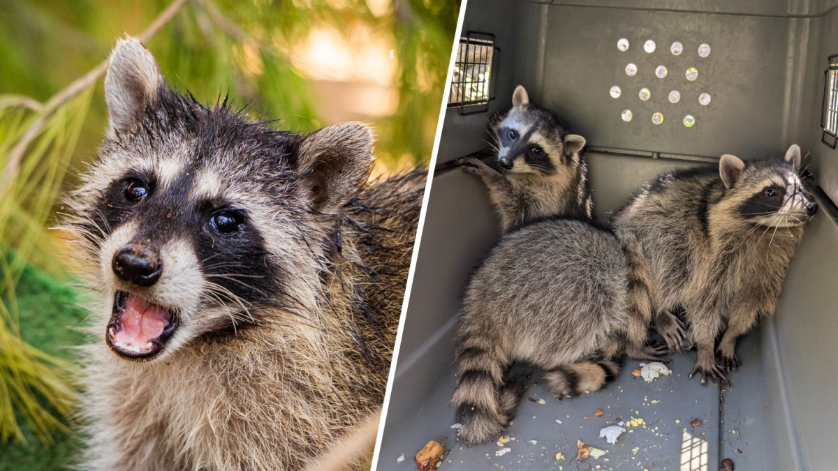 PHOTOS: First racoons graduate from San Diego Humane’s new racoon nursery – NBC 7 San Diego
