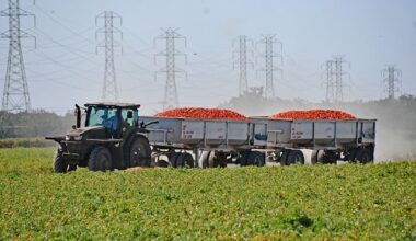 After years of decline, California tomato growers see hope for recovery