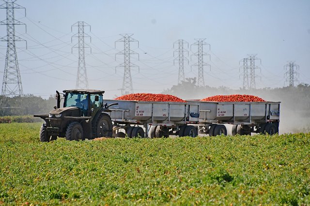 After years of decline, California tomato growers see hope for recovery