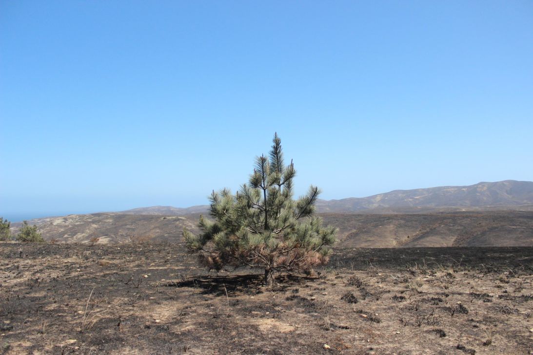 A lone Torrey Pine stands amid burned land on Santa Rosa Island.