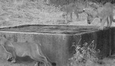 Trail cameras capture mountain lion cubs and moms across San Diego County