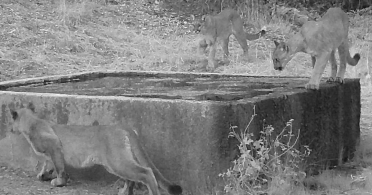 Trail cameras capture mountain lion cubs and moms across San Diego County